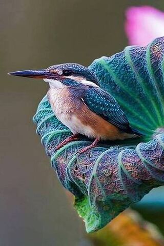 The Jewel of the Waters: Kingfisher in Nature's Embrace 🌊✨