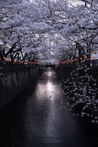 Enchanted Cherry Blossom Lane 🌸✨