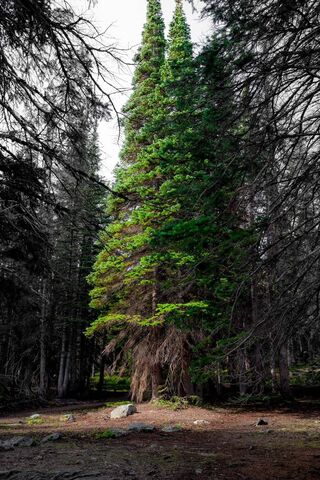 Sunlit Sentinel: Nature's Embrace