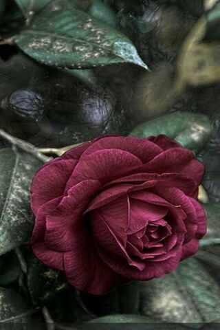 Crimson Elegance: The E..