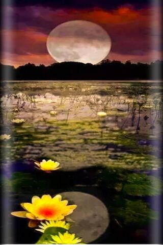 Moonlit Serenity: A Night by the Water 🌙✨