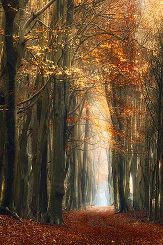 Whispers of Autumn 🍂✨