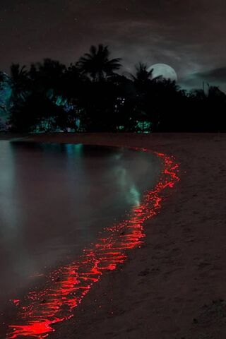 Mystical Glow of the Paradise Red Sea 🌊✨