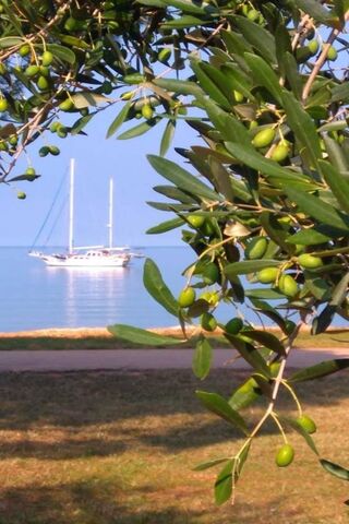 Serenity Under the Olive Tree 🌿