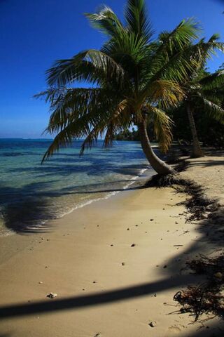 Tropical Bliss Awaits 🌴✨