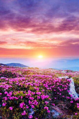 Belleza: A Floral Symphony at Dawn 🌸🌅