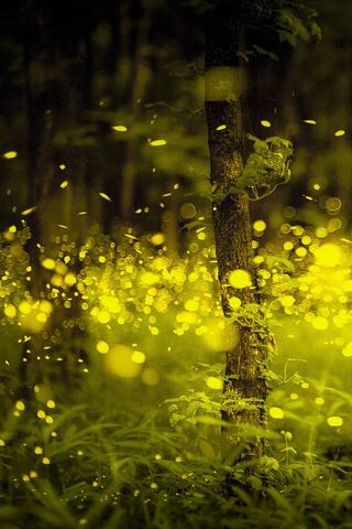 Whispers of the Enchanted Forest 🌲✨