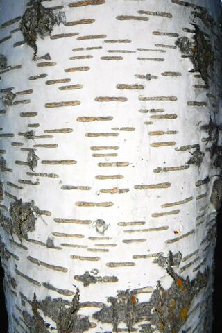 Aspen Bark Pattern
