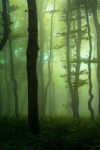Enchanted Greenery 🌲✨
