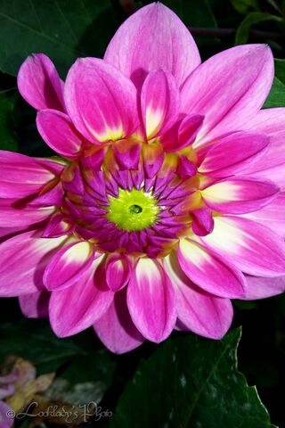 Blooming Beauty: The Enchantment of Fleurs 🌸✨