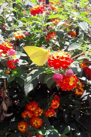 Golden Wings Among Vibrant Blooms 🌼🦋