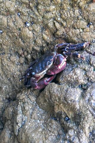 Crabby Rock