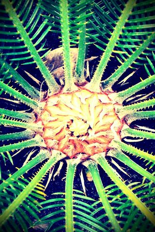 Herb's Radiant Spiral 🌿✨