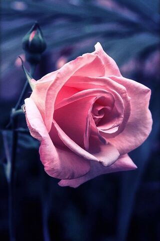 गुलाबी गुलाब