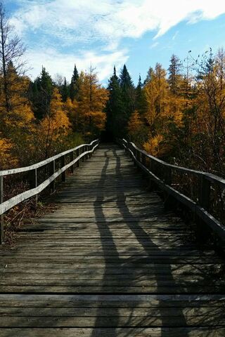 Forest Boardwalk