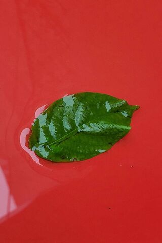 Wet Leaf