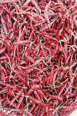 Hot Red Chilli