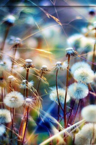 Dandelions