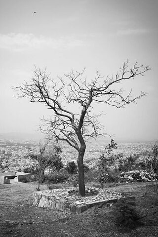 Whispers of Vizag: A Tree's Tale 🌳✨