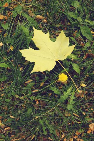 Iphone 5 Autumn Leaf