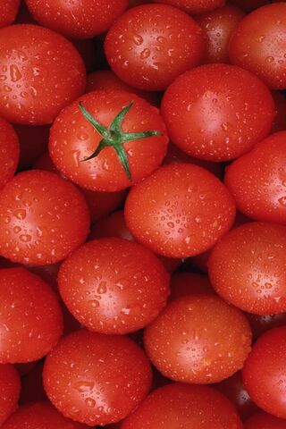 Fresh and Juicy Tomatoes: Nature's Red Gems 🍅✨
