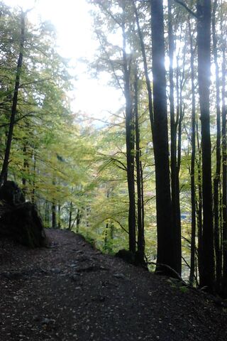 Whispers of the Twilight Forest 🌅🌲