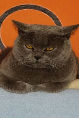 Kuba the Cool Cat 😼