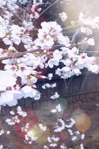 Blossoms of Spring: A Floral Dream 🌸✨