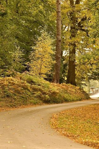 Autumn's Embrace: A Serene Pathway 🍂