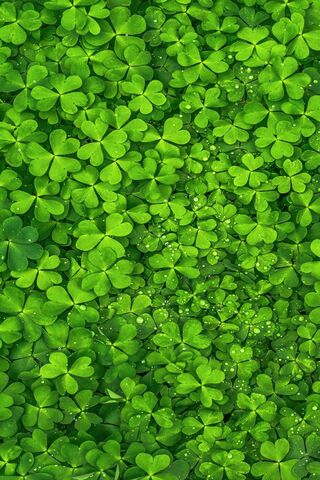 Clover Dreams: A Sea of..