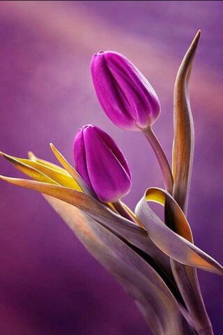 Whispers of Spring: The..