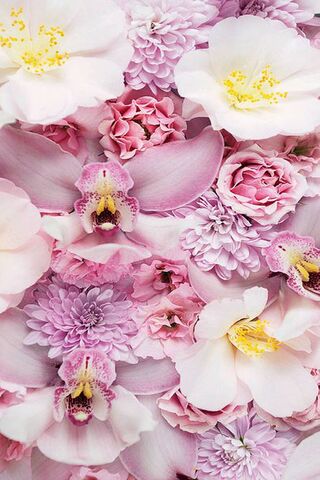 Blossoms of Elegance: A Floral Symphony 🌸✨