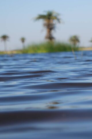 Tranquil Waters: A Glimpse of Nature's Serenity 🌊🌴