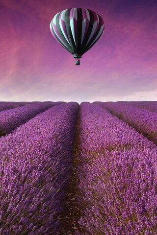 Lavender Dreams: A Balloon Adventure 🌸🎈