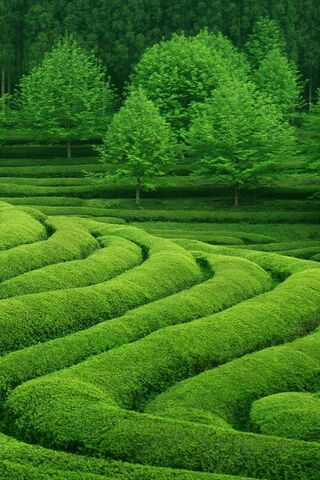 Serenity in Green: The ..