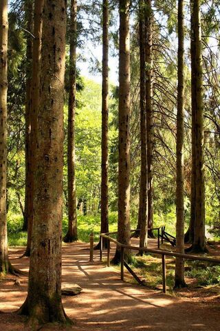 Nature's Pathway: A Serene Escape 🌲✨