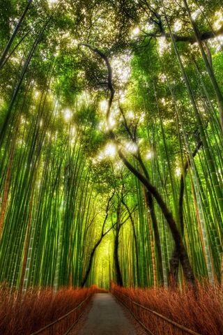 40499 Bamboo 4K - Rare Gallery HD Wallpapers