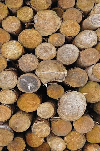 Nature's Timber Treasure 🌳✨