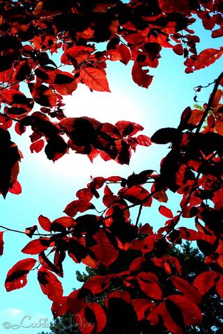 Crimson Canopy: Embracing Autumn's Glow 🍂✨