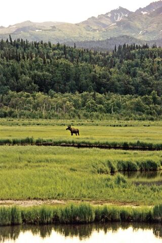 Majestic Serenity: The Heart of Alaska 🌲🏞️