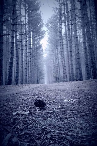 Whispering Pines in the Morning Mist 🌫️🌲