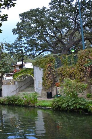Serenity by the River Walk 🌿🌊