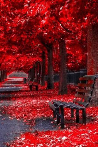 Crimson Serenity: A Wal..