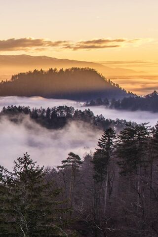 Whispers of Dawn: The Enchanted Morning Fog