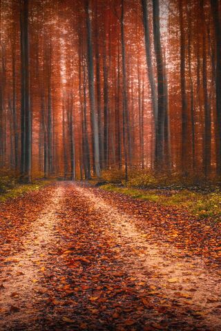 Autumn's Embrace: A Journey Through the Path