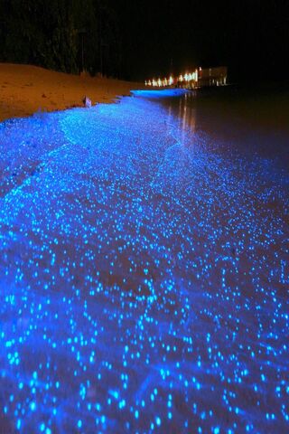 Mystical Glow: A Night at Glow Beach 🌊✨