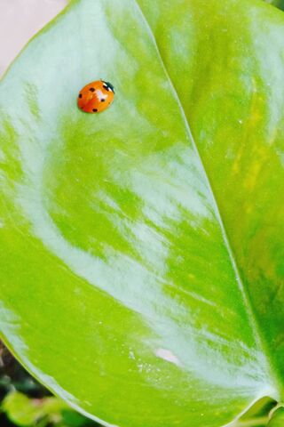 Ladybird's Leafy Retreat 🍃🐞