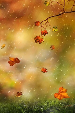 Whispers of Autumn Rain..