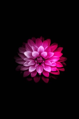 Radiant Blossom: A Danc..