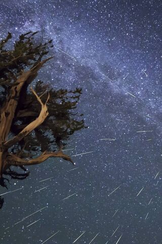 Celestial Dance: A Night of Shooting Stars 🌌✨
